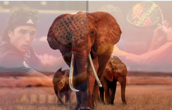 Kan padelmärken stå emot de stora elefanterna?